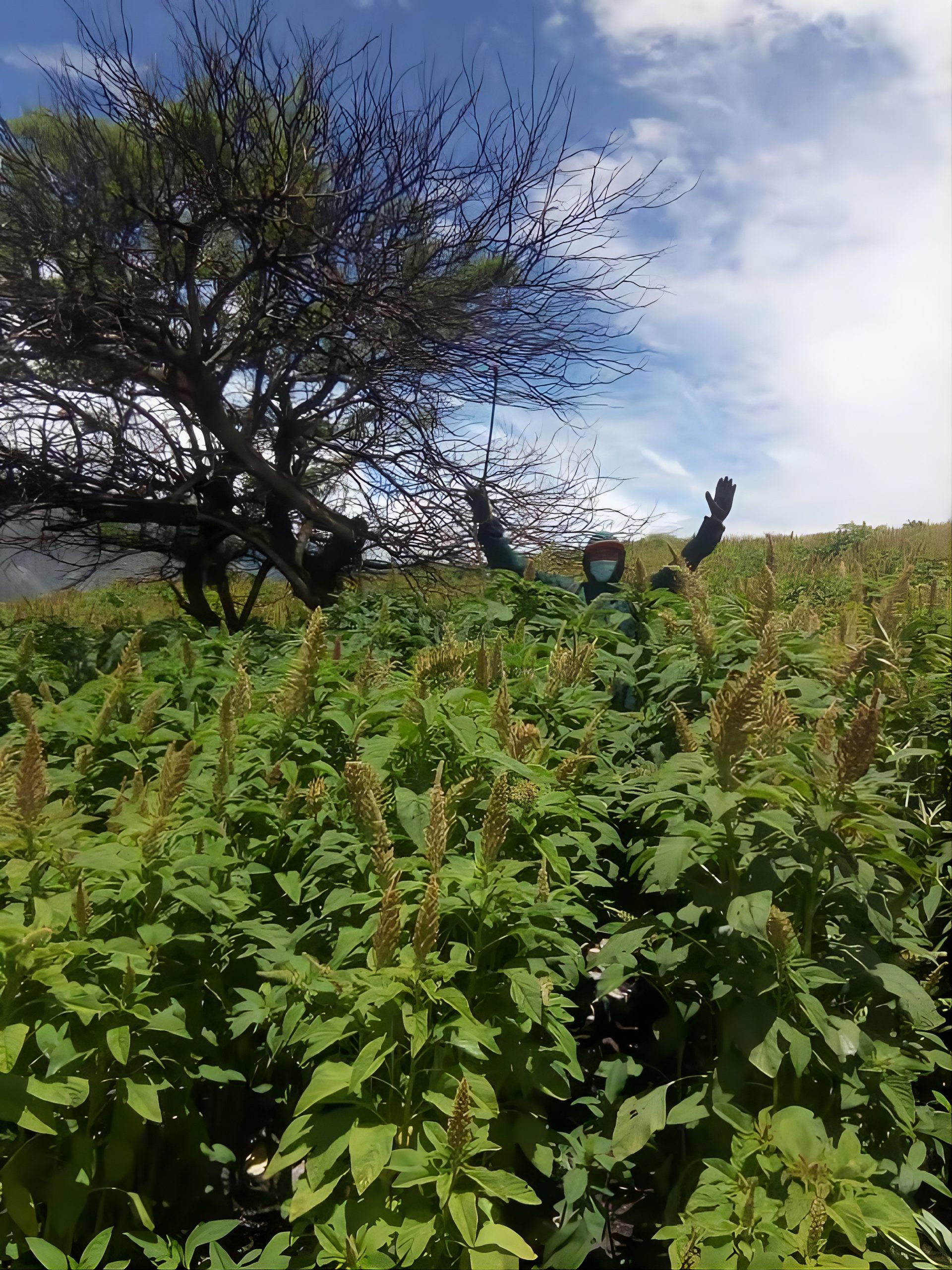 cultivo de kiwicha en cusco peru agricultor en campo produccion agricola sostenible margoya